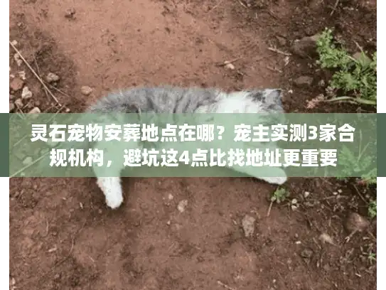灵石宠物安葬地点在哪？宠主实测3家合规机构，避坑这4点比找地址更重要