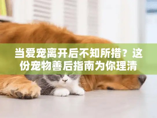 当爱宠离开后不知所措？这份宠物善后指南为你理清每一步