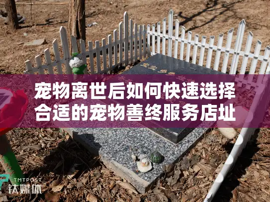 宠物离世后如何快速选择合适的宠物善终服务店址