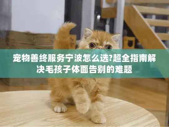 宠物善终服务宁波怎么选?超全指南解决毛孩子体面告别的难题