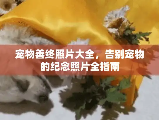 宠物善终照片大全，告别宠物的纪念照片全指南