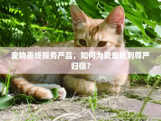 宠物善终服务产品，如何为爱宠找到尊严归宿？