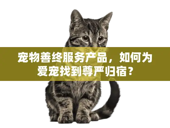 宠物善终服务产品，如何为爱宠找到尊严归宿？