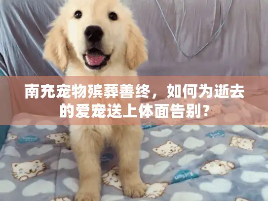 南充宠物殡葬善终，如何为逝去的爱宠送上体面告别？
