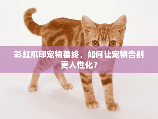 彩虹爪印宠物善终，如何让宠物告别更人性化？