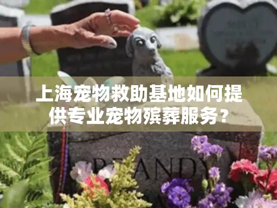 上海宠物救助基地如何提供专业宠物殡葬服务？