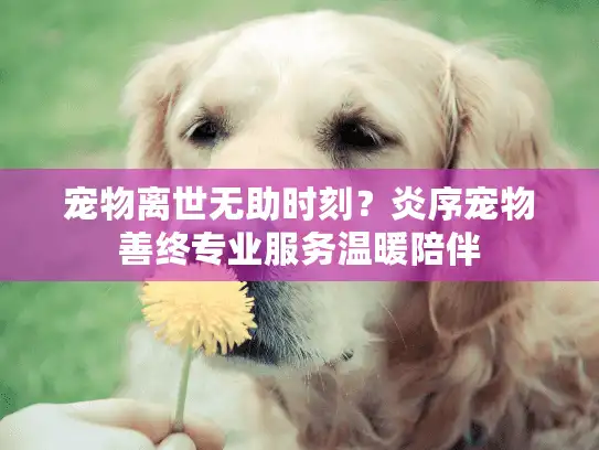 宠物离世无助时刻？炎序宠物善终专业服务温暖陪伴