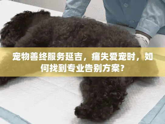 宠物善终服务延吉，痛失爱宠时，如何找到专业告别方案？