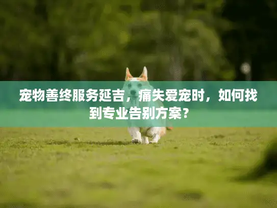宠物善终服务延吉，痛失爱宠时，如何找到专业告别方案？