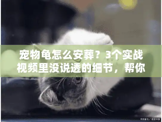 宠物龟怎么安葬？3个实战视频里没说透的细节，帮你少走90%弯路