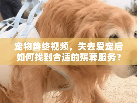 宠物善终视频，失去爱宠后如何找到合适的殡葬服务？