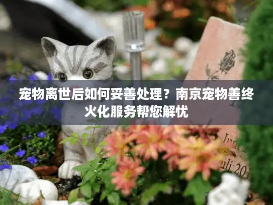 宠物离世后如何妥善处理？南京宠物善终火化服务帮您解忧