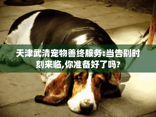 天津武清宠物善终服务:当告别时刻来临,你准备好了吗?