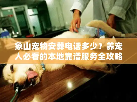 象山宠物安葬电话多少？养宠人必看的本地靠谱服务全攻略