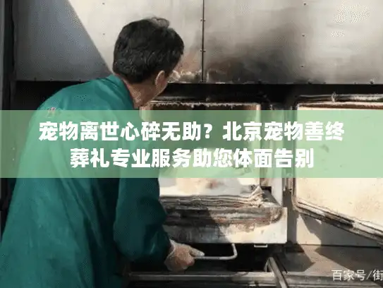 宠物离世心碎无助？北京宠物善终葬礼专业服务助您体面告别