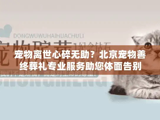 宠物离世心碎无助？北京宠物善终葬礼专业服务助您体面告别