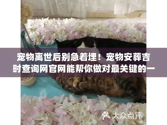 宠物离世后别急着埋！宠物安葬吉时查询网官网能帮你做对最关键的一步？