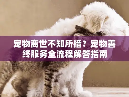 宠物离世不知所措？宠物善终服务全流程解答指南
