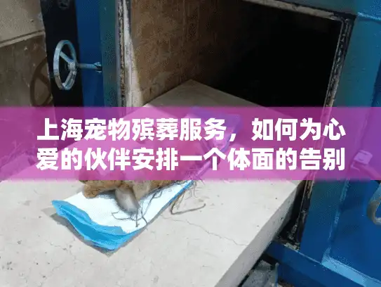 上海宠物殡葬服务，如何为心爱的伙伴安排一个体面的告别？