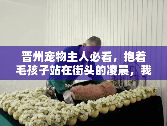 晋州宠物主人必看，抱着毛孩子站在街头的凌晨，我终于懂了一场对的安葬仪式有多重要