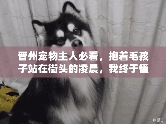晋州宠物主人必看，抱着毛孩子站在街头的凌晨，我终于懂了一场对的安葬仪式有多重要