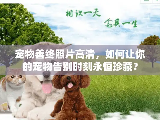 宠物善终照片高清，如何让你的宠物告别时刻永恒珍藏？