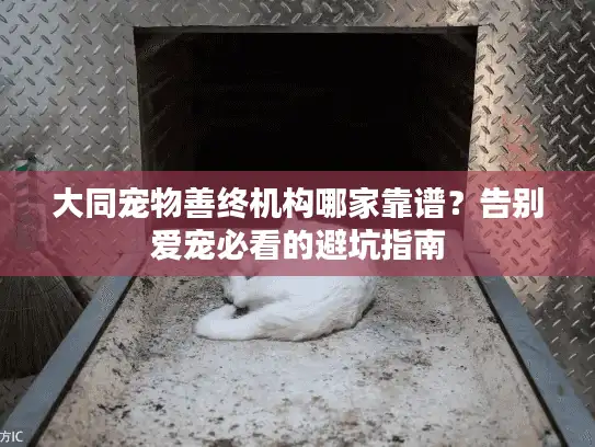 大同宠物善终机构哪家靠谱？告别爱宠必看的避坑指南