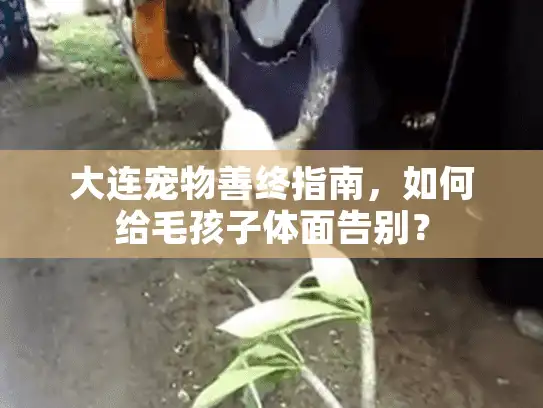大连宠物善终指南，如何给毛孩子体面告别？