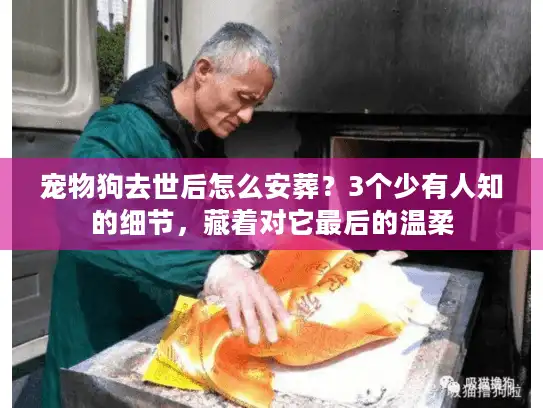 宠物狗去世后怎么安葬？3个少有人知的细节，藏着对它最后的温柔