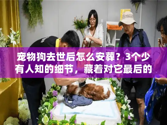 宠物狗去世后怎么安葬？3个少有人知的细节，藏着对它最后的温柔