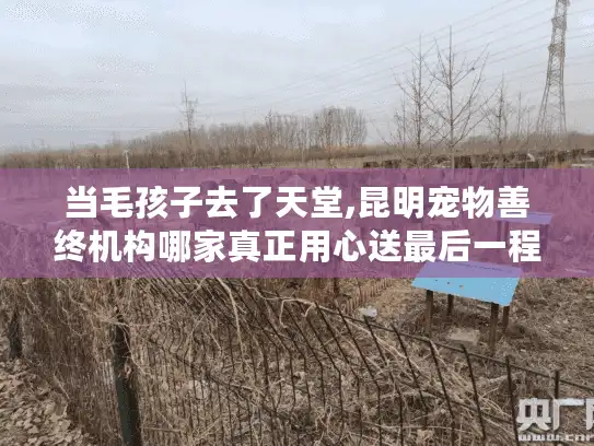 当毛孩子去了天堂,昆明宠物善终机构哪家真正用心送最后一程?