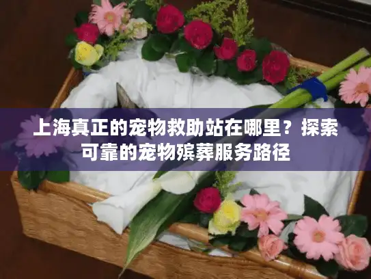 上海真正的宠物救助站在哪里？探索可靠的宠物殡葬服务路径