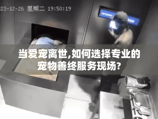 当爱宠离世,如何选择专业的宠物善终服务现场?