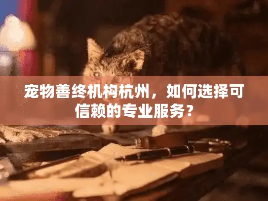 宠物善终机构杭州，如何选择可信赖的专业服务？