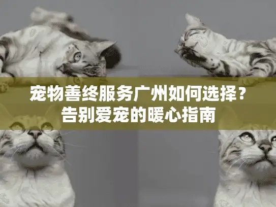 宠物善终服务广州如何选择？告别爱宠的暖心指南