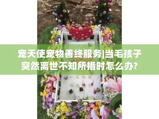 宠天使宠物善终服务|当毛孩子突然离世不知所措时怎么办?
