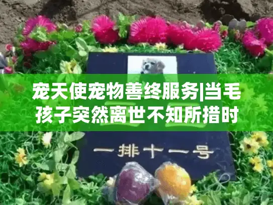 宠天使宠物善终服务|当毛孩子突然离世不知所措时怎么办?