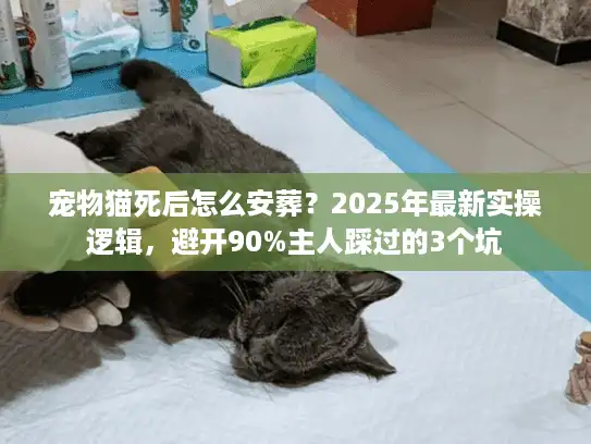 宠物猫死后怎么安葬？2025年最新实操逻辑，避开90%主人踩过的3个坑