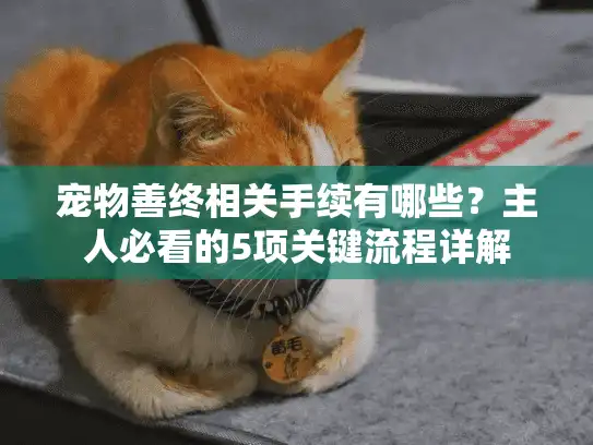 宠物善终相关手续有哪些？主人必看的5项关键流程详解