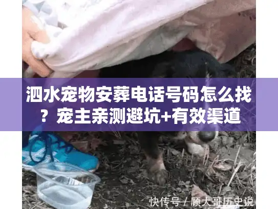 泗水宠物安葬电话号码怎么找？宠主亲测避坑+有效渠道
