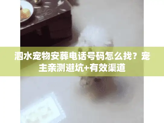 泗水宠物安葬电话号码怎么找？宠主亲测避坑+有效渠道