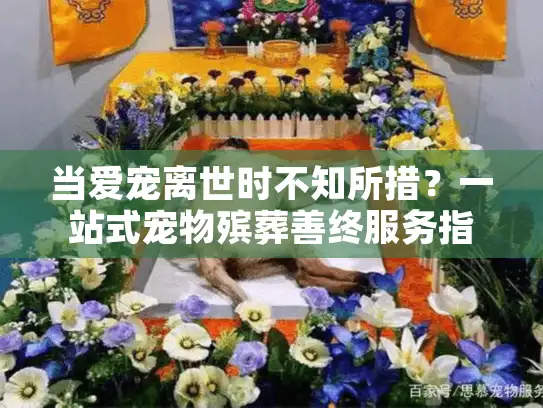 当爱宠离世时不知所措？一站式宠物殡葬善终服务指南