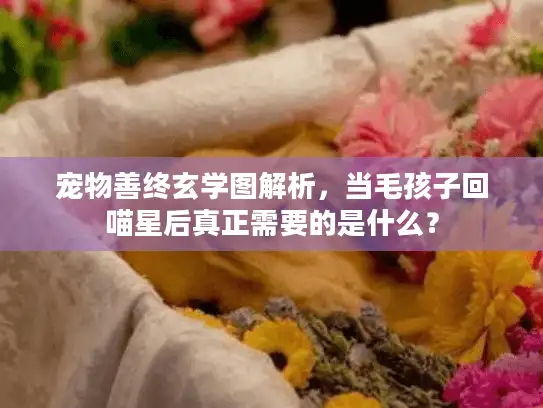 宠物善终玄学图解析，当毛孩子回喵星后真正需要的是什么？