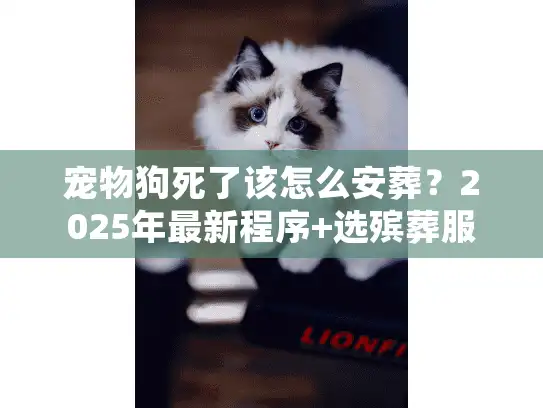 宠物狗死了该怎么安葬？2025年最新程序+选殡葬服务的4个关键，看完不慌