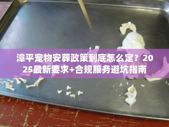 漳平宠物安葬政策到底怎么定？2025最新要求+合规服务避坑指南