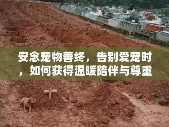 安念宠物善终，告别爱宠时，如何获得温暖陪伴与尊重服务？