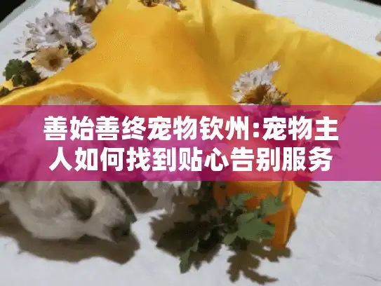 善始善终宠物钦州:宠物主人如何找到贴心告别服务？