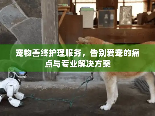 宠物善终护理服务，告别爱宠的痛点与专业解决方案