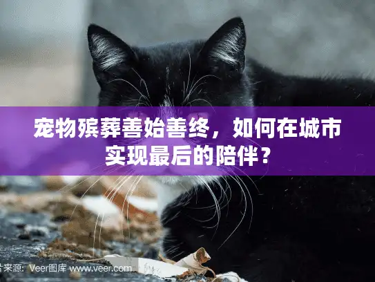 宠物殡葬善始善终，如何在城市实现最后的陪伴？
