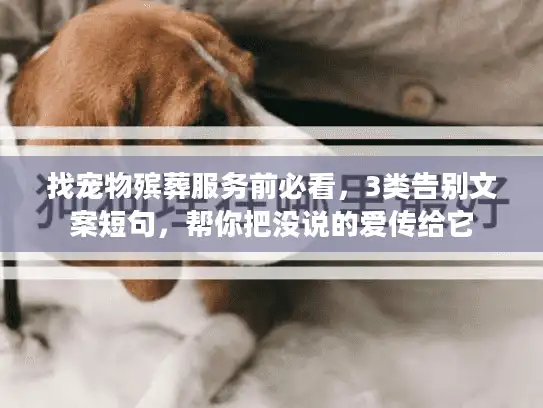 找宠物殡葬服务前必看，3类告别文案短句，帮你把没说的爱传给它